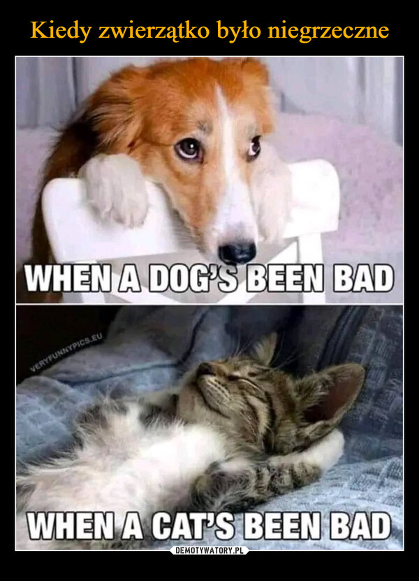  –  WHEN A DOG'S BEEN BADVERYFUNNYPICS.EUWHEN A CAT'S BEEN BAD